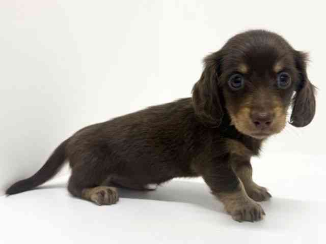 大阪府のミニチュアダックスフンド(ロング) (ひごペットフレンドリーくずはモール店/2025年9月21日生まれ/男の子/チョコレートタン)の子犬の3枚目の画像