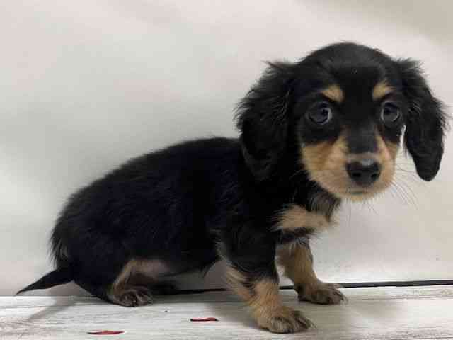 和歌山県のミニチュアダックスフンド(ロング) (ひごペットフレンドリーパームシティ和歌山店/2025年9月22日生まれ/女の子/ブラックイエロー)の子犬の3枚目の画像