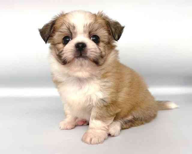 大阪府のチワペキ/ペキチー/ペキチワ(チワワ×ペキニーズ) (ひごペットフレンドリー岸和田店/2025年9月18日生まれ/男の子/ホワイトレッド)の子犬の3枚目の画像