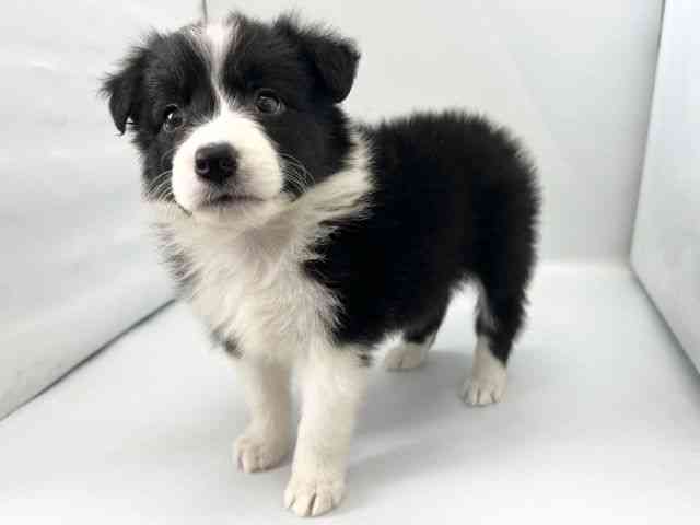 京都府のボーダーコリー (ひごペットフレンドリー京都店/2025年9月21日生まれ/女の子/ブラックホワイト)の子犬の3枚目の画像