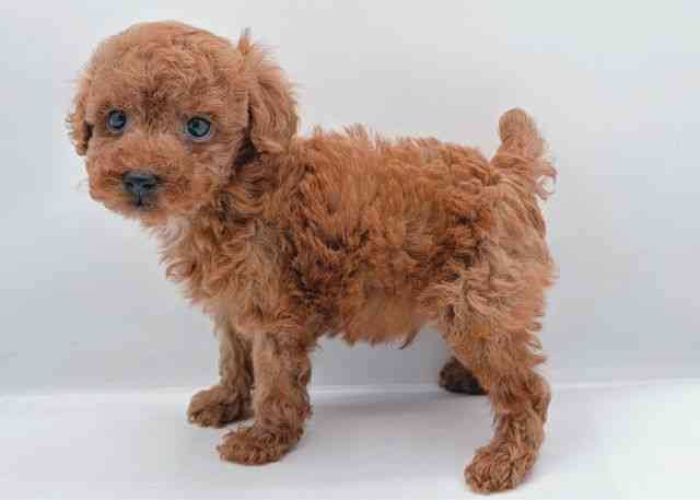 島根県のトイプードル(トイ) (ひごペットフレンドリーイオン松江ショッピングセンター店/2025年9月18日生まれ/男の子/レッド)の子犬の3枚目の画像