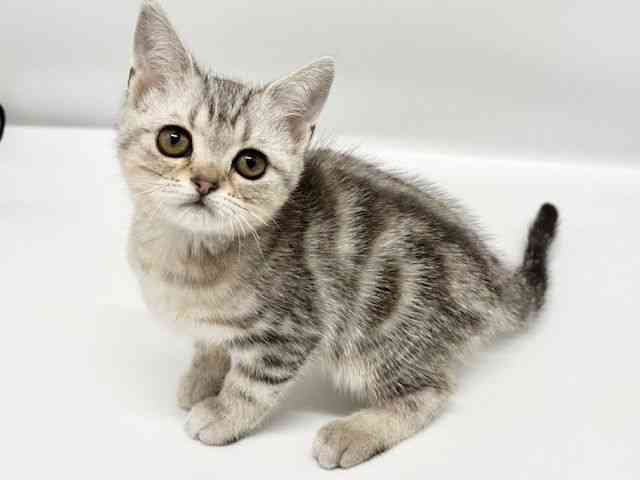 大阪府のアメリカンショートヘアー (ひごペットフレンドリーイオンタウン豊中庄内店/2025年9月9日生まれ/女の子/シルバータビー)の子猫の3枚目の画像