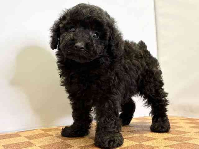 愛媛県のトイプードル(トイ) (ひごペットフレンドリーエミフルMASAKI店/2025年9月22日生まれ/男の子/ブラック)の子犬の3枚目の画像