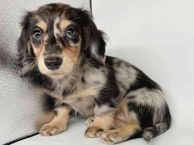 大阪府のミニチュアダックスフンド(ロング) (ひごペットフレンドリー瓜破店/2025年9月21日生まれ/女の子/シルバーダップル)の子犬の3枚目の画像