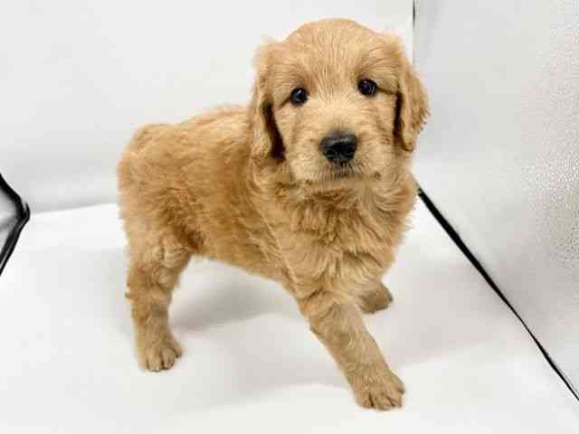 大阪府のゴールデンドゥードゥル(ゴールデン×プードル) (ひごペットフレンドリーイオンタウン豊中庄内店/2025年9月22日生まれ/女の子/レッド)の子犬の3枚目の画像