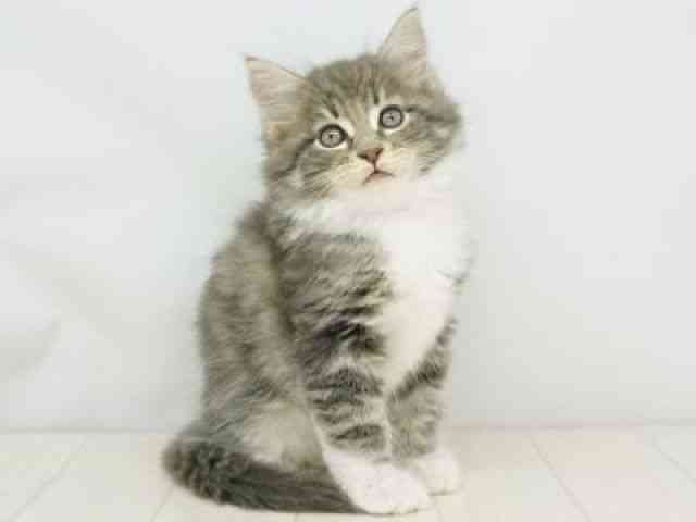 福岡県のメインクーン (ひごペットフレンドリーゆめタウン筑紫野店/2025年9月23日生まれ/男の子/ブルータビーホワイト)の子猫の3枚目の画像