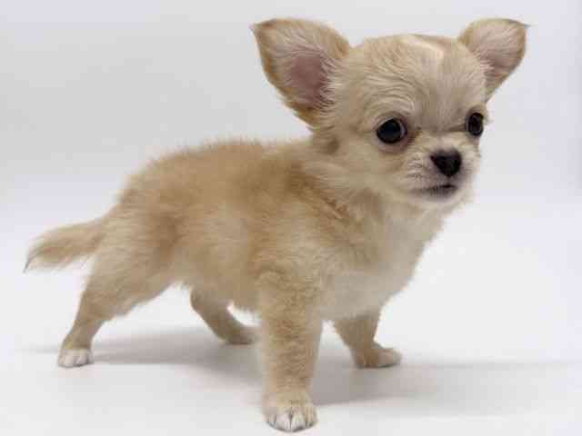 広島県のチワワ(ロング) (ひごペットフレンドリーフジグラン神辺店/2025年9月20日生まれ/女の子/クリームホワイト)の子犬の3枚目の画像