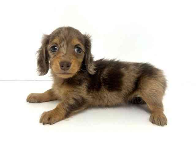 大阪府のミニチュアダックスフンド(ロング) (ひごペットフレンドリーベルファⅡ都島店/2025年9月23日生まれ/女の子/チョコレートダップル)の子犬の3枚目の画像