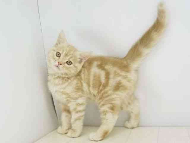 福岡県のスコティッシュフォールド (ひごペットフレンドリーゆめタウン筑紫野店/2025年9月16日生まれ/男の子/クリームタビー)の子猫の3枚目の画像