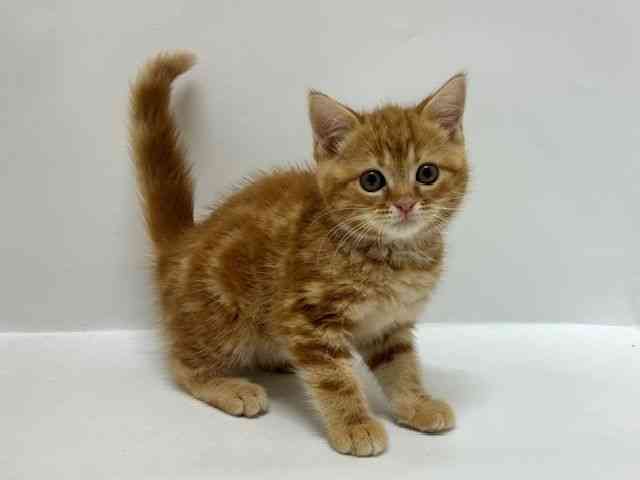大阪府のスコティッシュフォールド (ひごペットフレンドリーアクロスプラザ住之江店/2025年9月16日生まれ/男の子/レッドタビー)の子猫の3枚目の画像