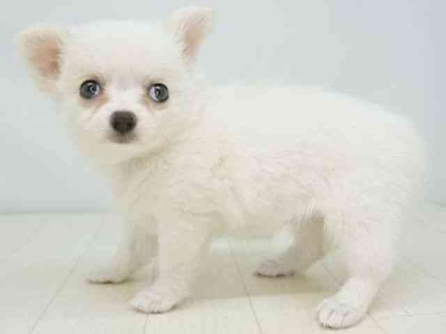 福岡県のチワワ(ロング) (ひごペットフレンドリーゆめタウン筑紫野店/2025年9月22日生まれ/女の子/ホワイトクリーム)の子犬の3枚目の画像