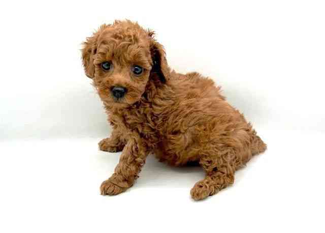 島根県のトイプードル(トイ) (ひごペットフレンドリーイオン松江ショッピングセンター店/2025年9月22日生まれ/女の子/レッド)の子犬の3枚目の画像