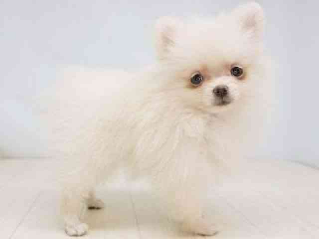 福岡県のポメラニアン (ひごペットフレンドリーゆめタウン筑紫野店/2025年9月18日生まれ/女の子/クリーム)の子犬の3枚目の画像