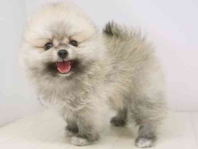 福岡県のポメラニアン (ひごペットフレンドリーゆめタウン筑紫野店/2025年9月19日生まれ/男の子/クリームセーブル)の子犬の3枚目の画像