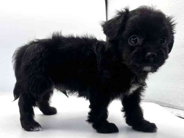 愛知県のチワプー/プーチー(チワワ×プードル) (ひごペットフレンドリープライムツリー赤池店/2025年9月22日生まれ/男の子/ブラック)の子犬の3枚目の画像