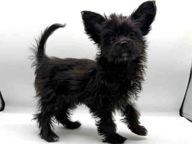 愛知県のチワプー/プーチー(チワワ×プードル) (ひごペットフレンドリープライムツリー赤池店/2025年9月22日生まれ/男の子/ブラック)の子犬の3枚目の画像