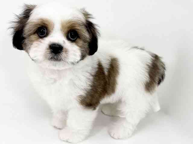 京都府のハーフ犬・ミックス犬 (ひごペットフレンドリーイズミヤショッピングセンター八幡店/2025年9月22日生まれ/女の子/ゴールドホワイト)の子犬の3枚目の画像