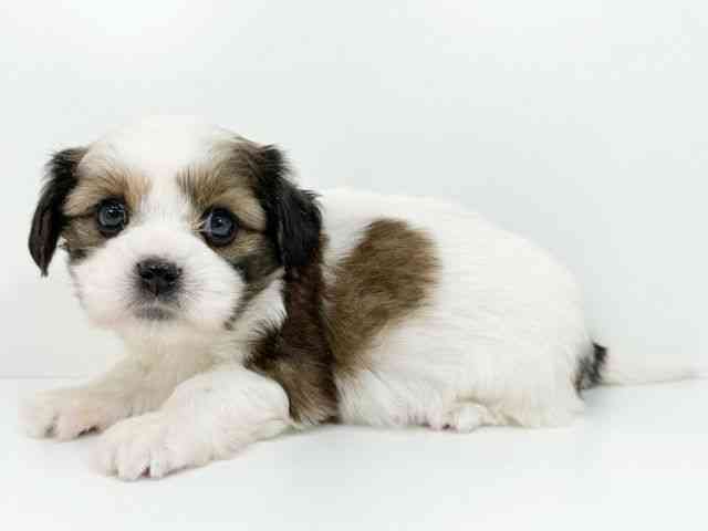 京都府のハーフ犬・ミックス犬 (ひごペットフレンドリーイズミヤショッピングセンター八幡店/2025年9月22日生まれ/女の子/ゴールドホワイト)の子犬の3枚目の画像