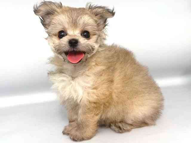 大阪府のポメビション(ポメラニアン×ビションフリーゼ) (ひごペットフレンドリー岸和田店/2025年9月23日生まれ/女の子/オレンジ)の子犬の3枚目の画像