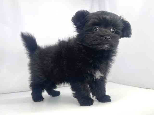 兵庫県のポメマル/マルポメ(ポメラニアン×マルチーズ) (ひごペットフレンドリーイオンタウン加古川店/2025年9月20日生まれ/女の子/ブラック)の子犬の3枚目の画像