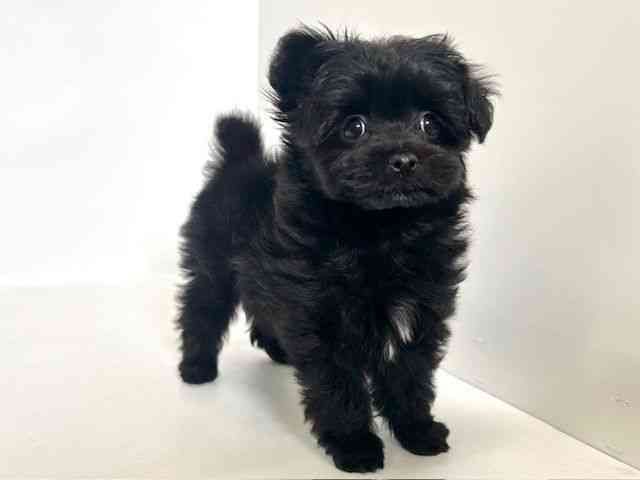 大阪府のポメマル/マルポメ(ポメラニアン×マルチーズ) (ひごペットフレンドリーアクロスプラザ住之江店/2025年9月20日生まれ/女の子/ブラック)の子犬の3枚目の画像