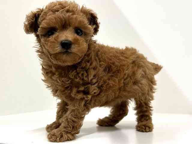 奈良県のトイプードル(トイ) (ひごペットフレンドリーイオンモール橿原ウエスト・ビレッジ店/2025年9月23日生まれ/女の子/レッド)の子犬の3枚目の画像