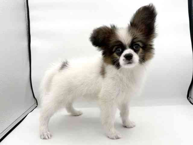 大阪府のパピヨン (ひごペットフレンドリーイオンそよら海老江店/2025年9月22日生まれ/男の子/ホワイトブラウン)の子犬の3枚目の画像