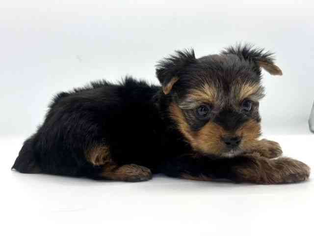 愛知県のヨークシャーテリア (ひごペットフレンドリープライムツリー赤池店/2025年9月23日生まれ/男の子/スチールブルータン)の子犬の3枚目の画像