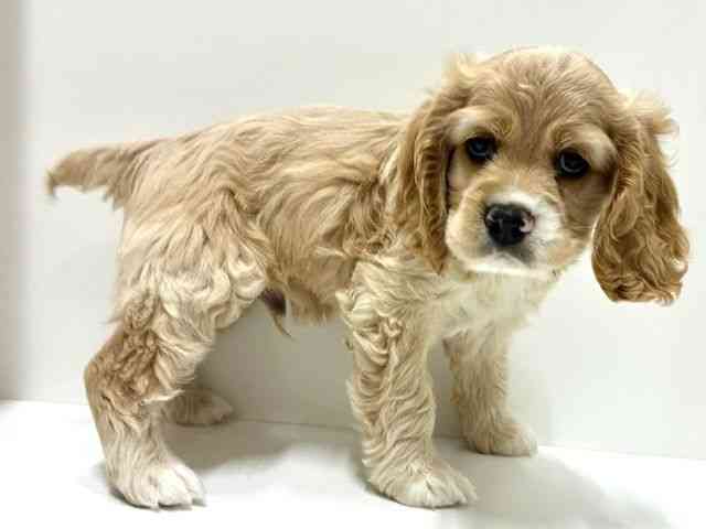 愛知県のアメリカンコッカースパニエル (ひごペットフレンドリーららぽーと名古屋みなとアクルス店/2025年9月23日生まれ/男の子/バフホワイト)の子犬の3枚目の画像