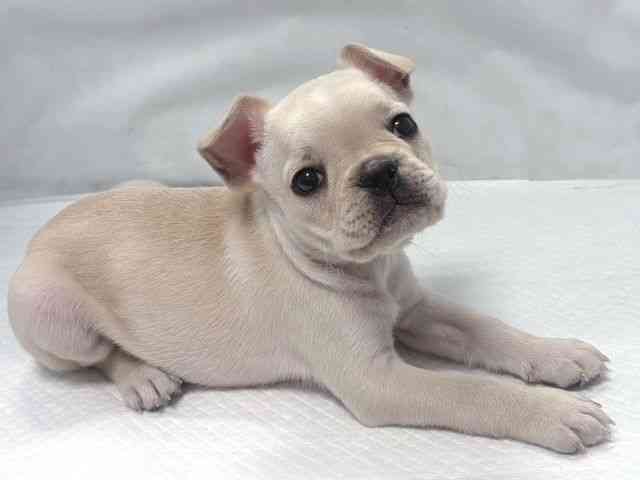 大阪府のフレンチブルドッグ (ひごペットフレンドリー堺プラットプラット店/2025年9月23日生まれ/女の子/クリーム)の子犬の3枚目の画像