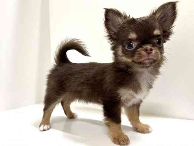 奈良県のチワワ(ロング) (ひごペットフレンドリーイオンモール橿原ウエスト・ビレッジ店/2025年9月18日生まれ/女の子/チョコレートタンホワイト)の子犬の3枚目の画像