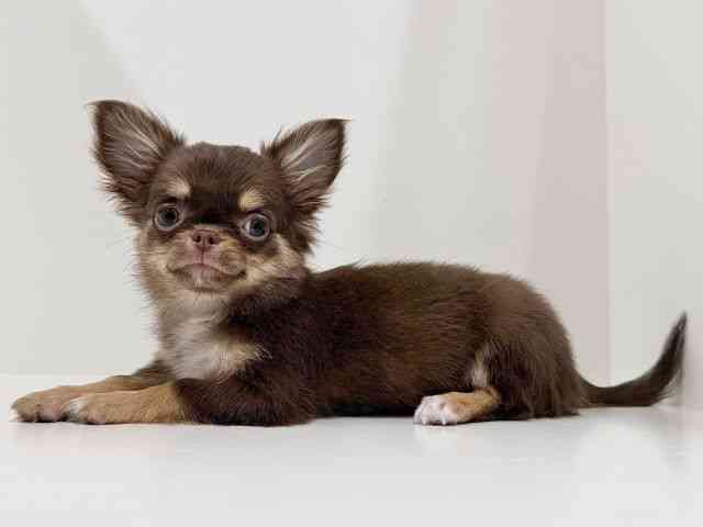 奈良県のチワワ(ロング) (ひごペットフレンドリーイオンモール橿原ウエスト・ビレッジ店/2025年9月18日生まれ/女の子/チョコレートタンホワイト)の子犬の3枚目の画像