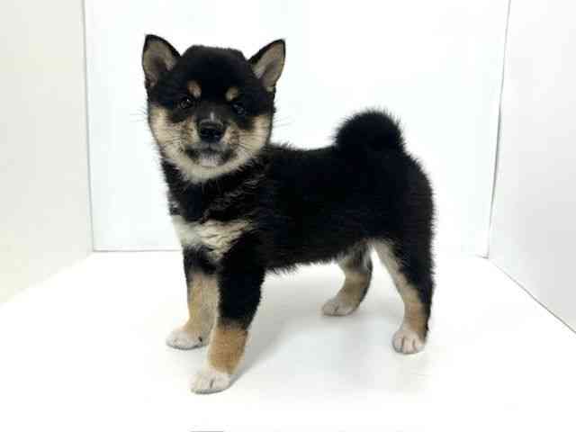 大阪府の柴犬(標準サイズ) (ひごペットフレンドリーベルファⅡ都島店/2025年9月20日生まれ/男の子/黒)の子犬の3枚目の画像