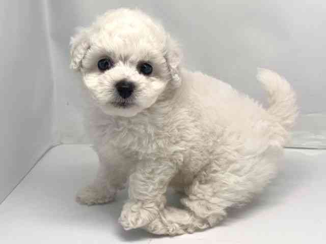 京都府のハーフ犬・ミックス犬 (ひごペットフレンドリー洛北阪急スクエア店/2025年9月21日生まれ/女の子/ホワイト)の子犬の3枚目の画像