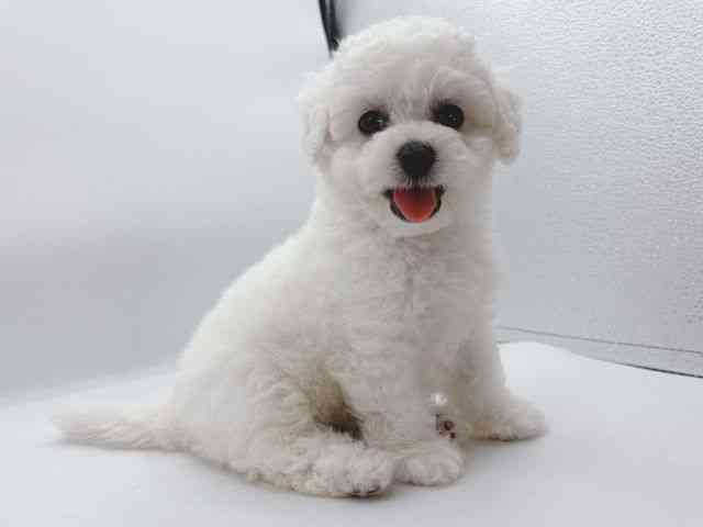 大阪府のハーフ犬・ミックス犬 (ひごペットフレンドリーイオンそよら海老江店/2025年9月21日生まれ/女の子/ホワイト)の子犬の3枚目の画像