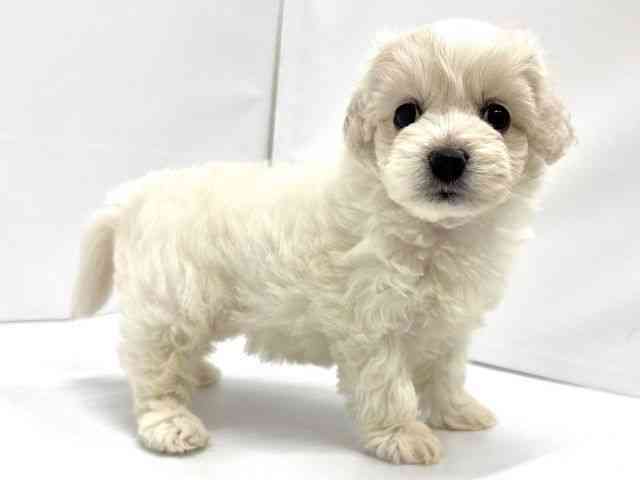 大阪府のハーフ犬・ミックス犬 (ひごペットフレンドリーイオンタウン茨木太田店/2025年9月21日生まれ/女の子/ホワイト)の子犬の3枚目の画像