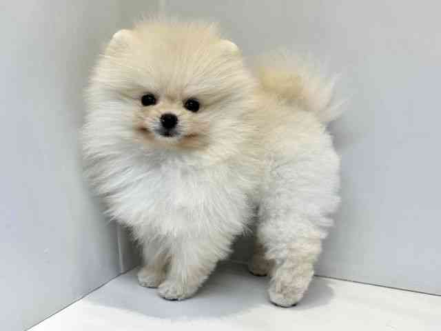 大阪府のポメラニアン (ひごペットフレンドリーセブンパーク天美店/2025年9月17日生まれ/男の子/ホワイト)の子犬の3枚目の画像