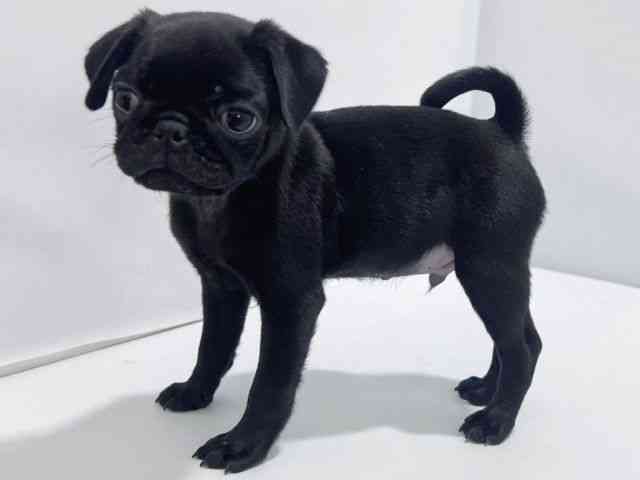 大阪府のパグ (ひごペットフレンドリーイズミヤショッピングセンター千里丘店/2025年9月22日生まれ/男の子/ブラック)の子犬の3枚目の画像