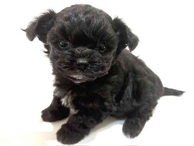 大阪府のハーフ犬・ミックス犬 (ひごペットフレンドリーイオン高槻店/2025年9月22日生まれ/男の子/ブラック)の子犬の3枚目の画像