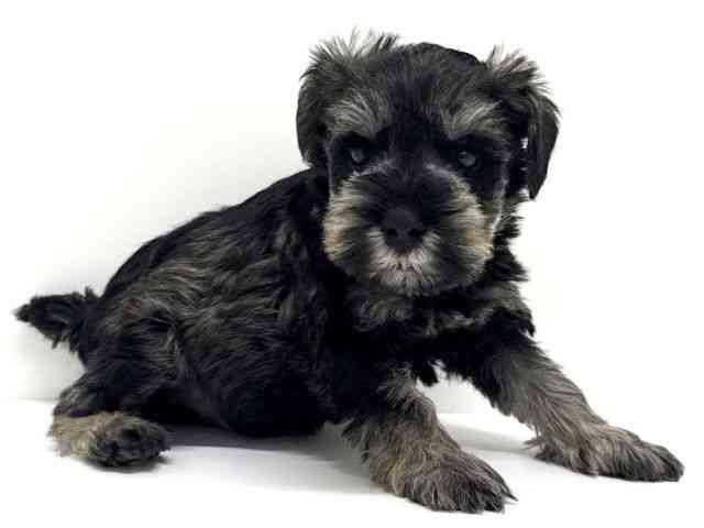 大阪府のミニチュアシュナウザー (ひごペットフレンドリーくずはモール店/2025年9月23日生まれ/男の子/ソルトペッパー)の子犬の3枚目の画像