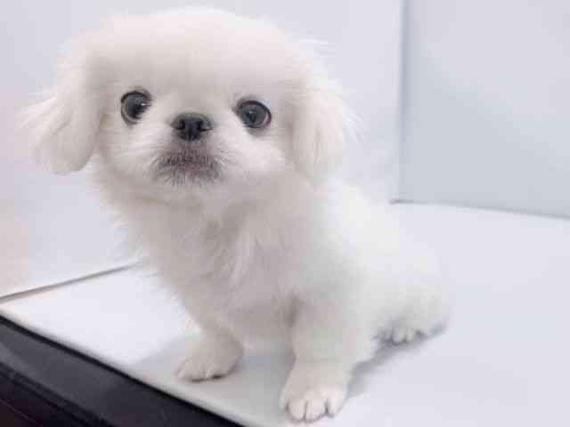 大阪府のペキニーズ (ひごペットフレンドリーイズミヤショッピングセンター千里丘店/2025年9月22日生まれ/男の子/ホワイト)の子犬の3枚目の画像