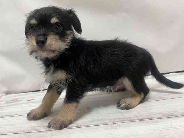 和歌山県のハーフ犬・ミックス犬 (ひごペットフレンドリーパームシティ和歌山店/2025年9月21日生まれ/男の子/ブラックシルバー)の子犬の3枚目の画像