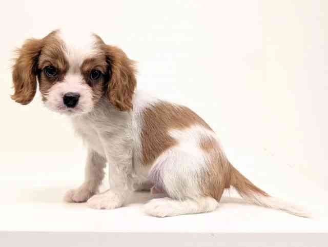 福岡県のキャバリアキングチャールズスパニエル (ひごペットフレンドリーリバーウォーク北九州店/2025年9月16日生まれ/男の子/ブレンハイム)の子犬の3枚目の画像