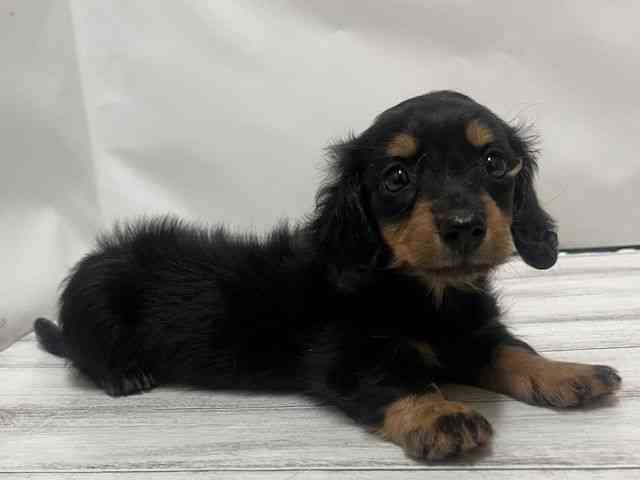 和歌山県のミニチュアダックスフンド(ロング) (ひごペットフレンドリーパームシティ和歌山店/2025年9月21日生まれ/女の子/ブラックタン)の子犬の3枚目の画像