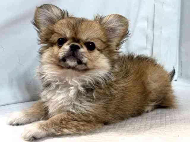 大阪府のチワペキ/ペキチー/ペキチワ(チワワ×ペキニーズ) (ひごペットフレンドリー堺プラットプラット店/2025年9月22日生まれ/女の子/フォーンホワイト)の子犬の3枚目の画像