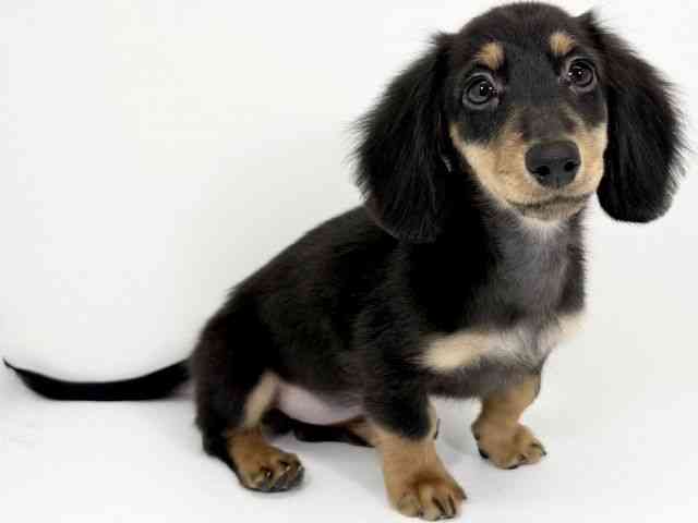 京都府のミニチュアダックスフンド(ロング) (ひごペットフレンドリーイズミヤショッピングセンター八幡店/2025年9月21日生まれ/女の子/ブラックタン)の子犬の3枚目の画像