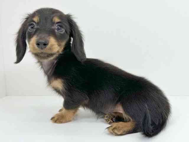 京都府のミニチュアダックスフンド(ロング) (ひごペットフレンドリーイズミヤショッピングセンター八幡店/2025年9月21日生まれ/女の子/ブラックタン)の子犬の3枚目の画像