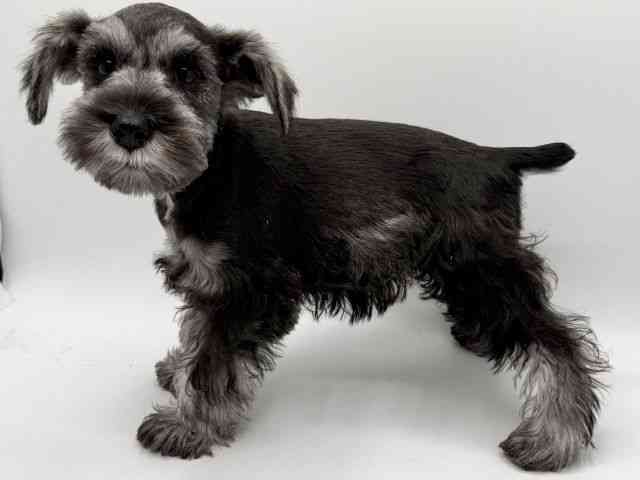 大阪府のミニチュアシュナウザー (ひごペットフレンドリーみのおキューズモール店/2025年9月22日生まれ/女の子/ソルトペッパー)の子犬の3枚目の画像