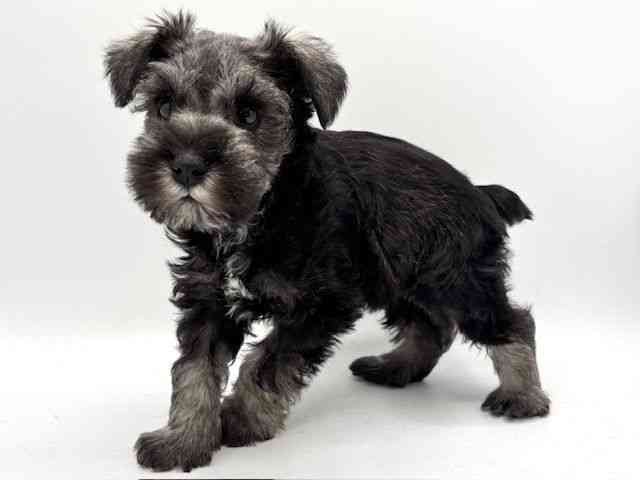 大阪府のミニチュアシュナウザー (ひごペットフレンドリーみのおキューズモール店/2025年9月22日生まれ/女の子/ソルトペッパー)の子犬の3枚目の画像