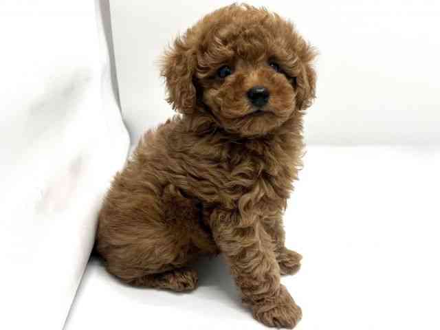 京都府のトイプードル(トイ) (ひごペットフレンドリー京都店/2025年9月23日生まれ/女の子/レッド)の子犬の3枚目の画像